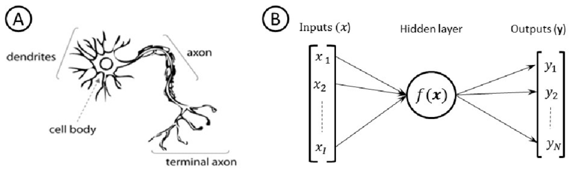 Left: A diagram of a neuron showing the cell body surrounded by dendrites and a long axon ending in the terminal axon. Right: A diagram of a neural net showing inputs, a list of x-values, a hidden layer labeled f(x), and outputs, a list of y-values