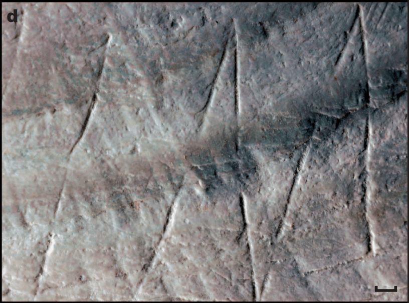 Close-up photo of a shell with lines carved in it