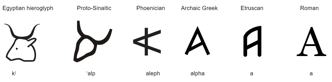 Development of the letter A from the Egyptian hieroglyph of a bull, to a Proto-Sinaitic bull glyph, to the more abstract Phoenician aleph, to the Archaic Greek alpha, to the Etruscan letter A, and finally the Roman letter A