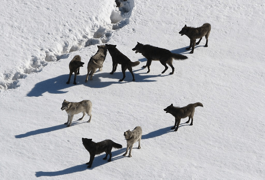 Photo of nine wolves walking in the snow together